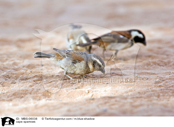cape sparrows / MBS-06038
