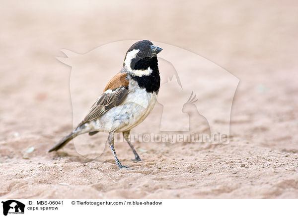 cape sparrow / MBS-06041