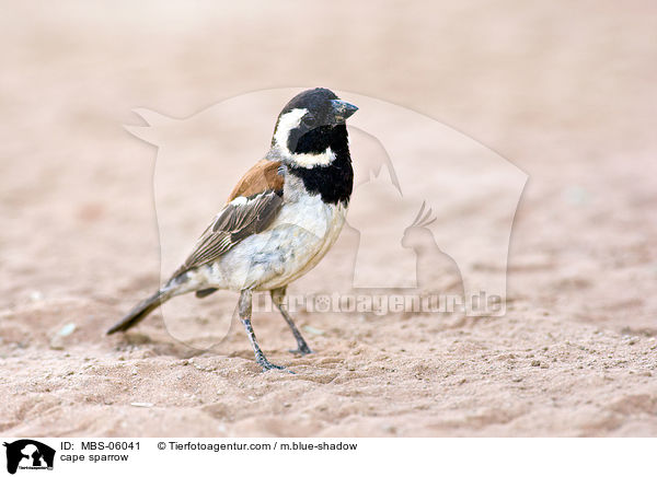 Kapsperling / cape sparrow / MBS-06041