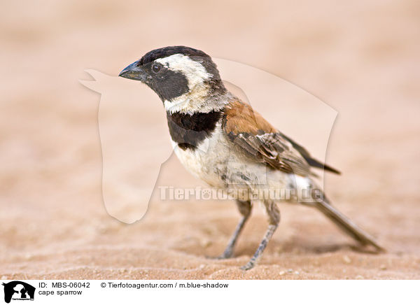 cape sparrow / MBS-06042