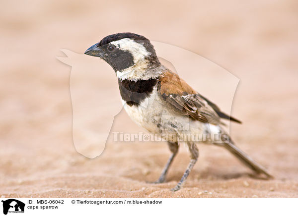 Kapsperling / cape sparrow / MBS-06042