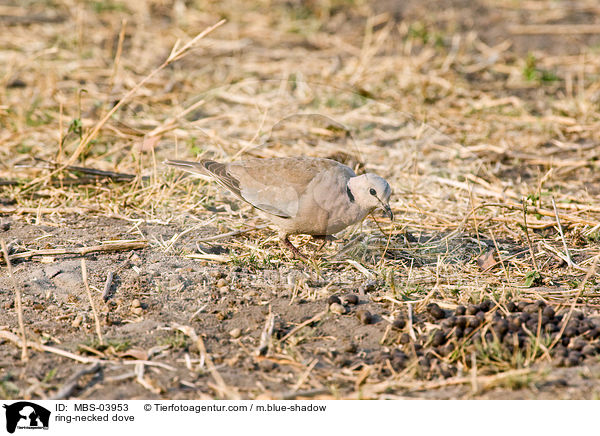 ring-necked dove / MBS-03953