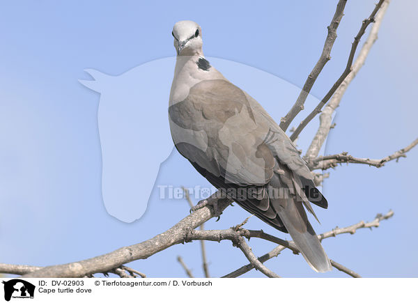 Cape turtle dove / DV-02903