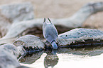 ring-necked cape turtle