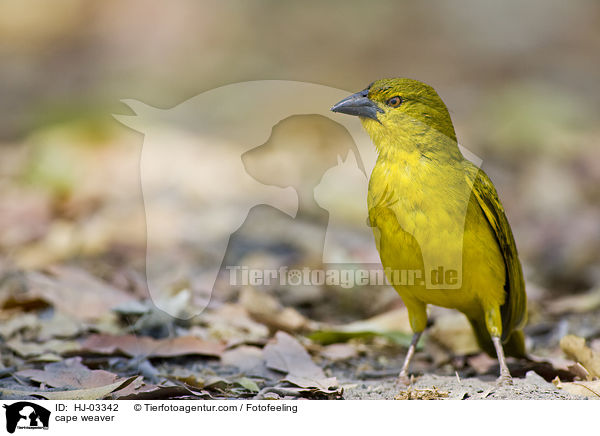 cape weaver / HJ-03342