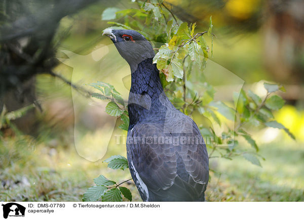 Auerhuhn / capercailye / DMS-07780