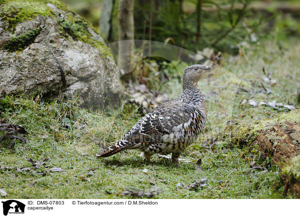 Auerhuhn / capercailye / DMS-07803