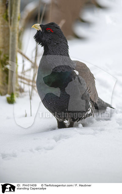 stehender Auerhahn / standing Capercailye / FH-01409