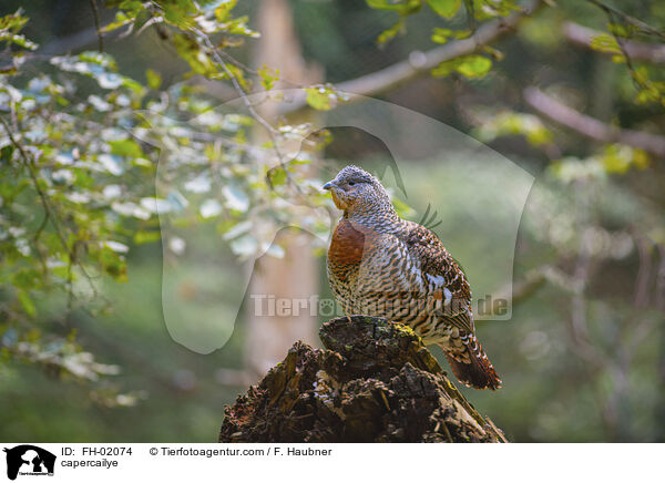 Auerhuhn / capercailye / FH-02074