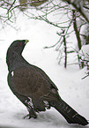 wood grouse