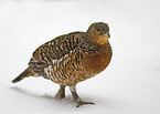 wood grouse