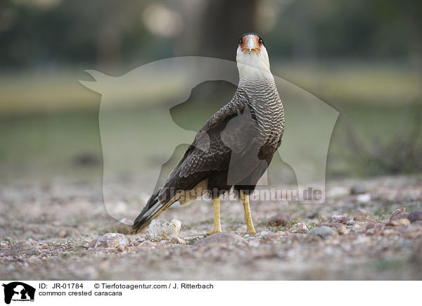 common crested caracara / JR-01784