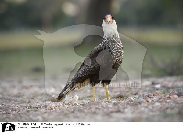 Schopfkarakara / common crested caracara / JR-01784