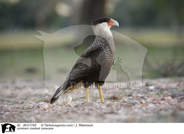 common crested caracara / JR-01785