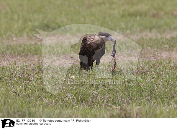 common crested caracara / FF-13030