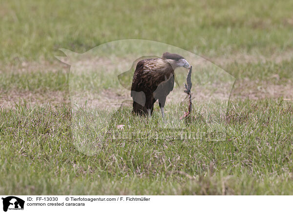 Schopfkarakara / common crested caracara / FF-13030