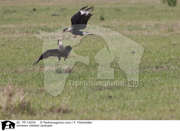 common crested caracara / FF-13034