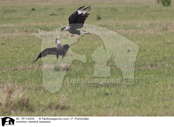 Schopfkarakara / common crested caracara / FF-13034