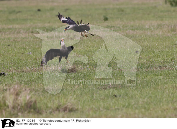 common crested caracara / FF-13035