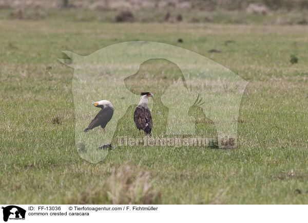 common crested caracara / FF-13036