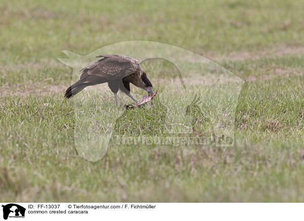 common crested caracara / FF-13037