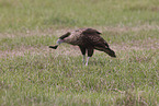 common crested caracara