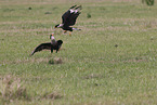 common crested caracara