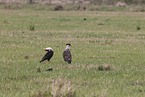 common crested caracara