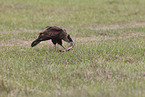common crested caracara