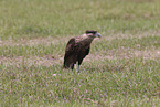 common crested caracara