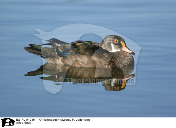 Brautente / wood duck / FL-01036