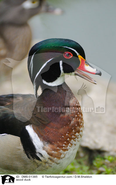 wood duck / DMS-01385