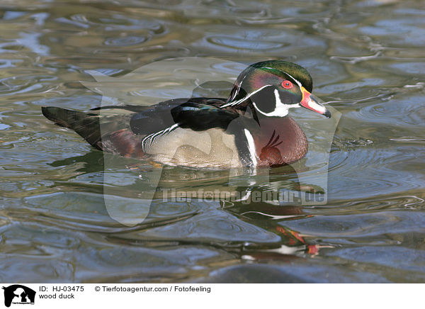 wood duck / HJ-03475