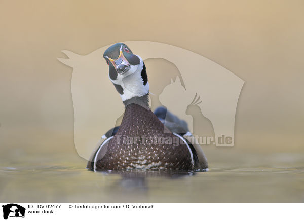 Brautente / wood duck / DV-02477