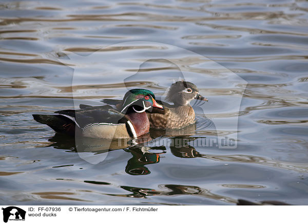 Brautenten / wood ducks / FF-07936