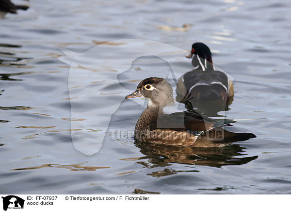 Brautenten / wood ducks / FF-07937