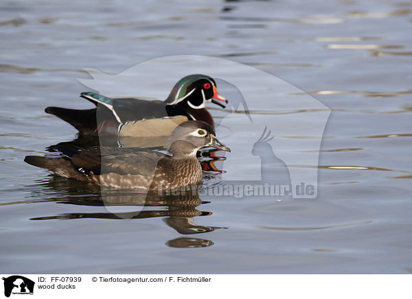 Brautenten / wood ducks / FF-07939