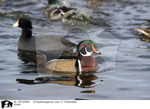 ducks / FF-07940