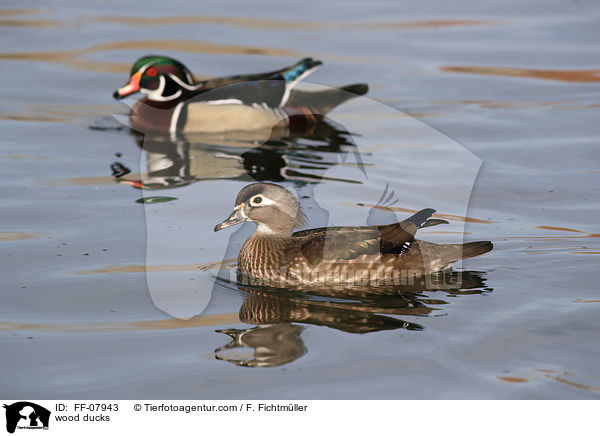 Brautenten / wood ducks / FF-07943