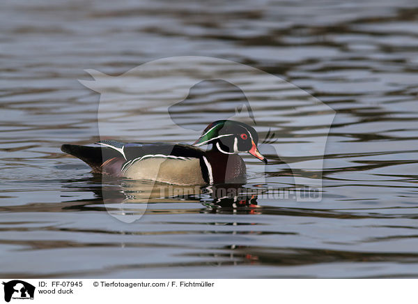 Brautente / wood duck / FF-07945