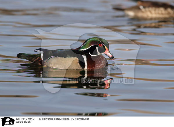 Brautente / wood duck / FF-07949