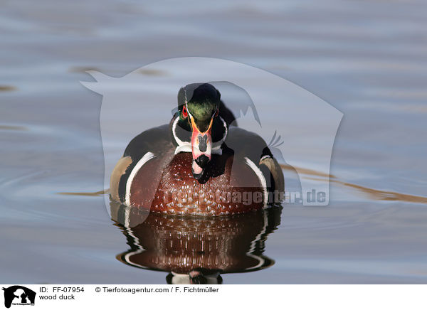 Brautente / wood duck / FF-07954