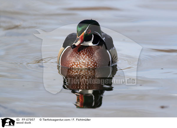 Brautente / wood duck / FF-07957