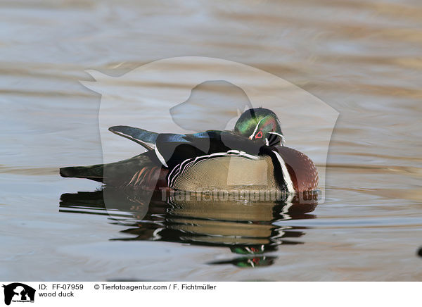 Brautente / wood duck / FF-07959