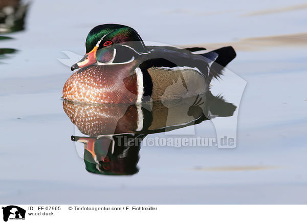 Brautente / wood duck / FF-07965