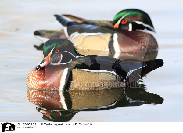 wood ducks / FF-07969