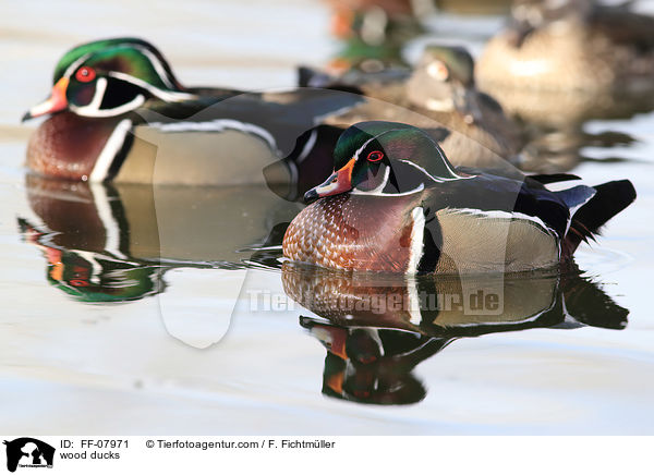 wood ducks / FF-07971