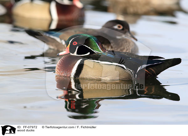 Brautenten / wood ducks / FF-07972