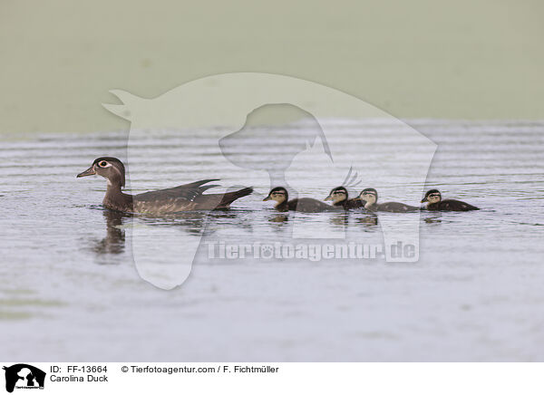 Brautente / Carolina Duck / FF-13664