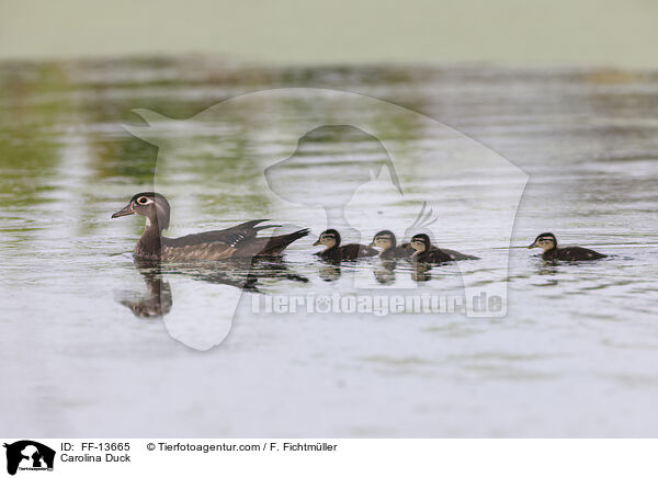 Brautente / Carolina Duck / FF-13665